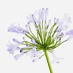 Florais